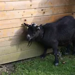 Frühstückspension Comme Un Reve 3*