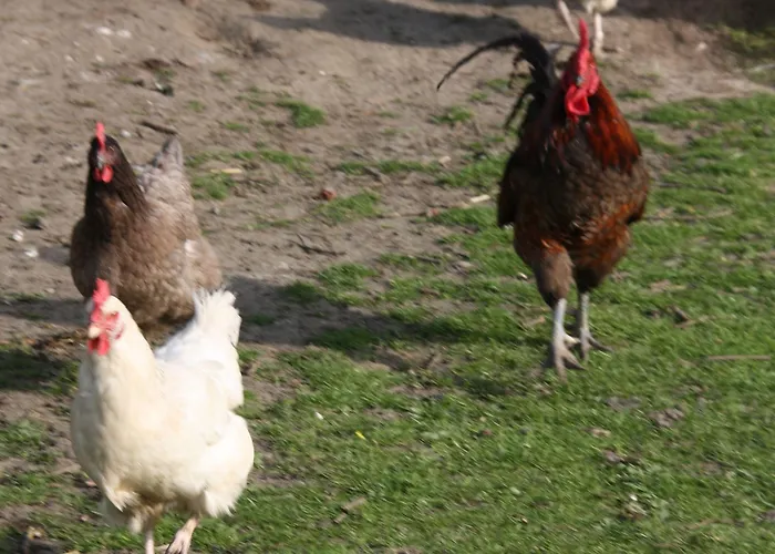 Comme Un Reve 住宿加早餐酒店