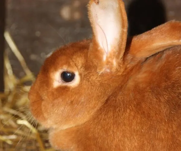 Comme Un Reve Doignies